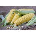 thumbnail image 1 of Honey Select Hybrid Corn Seeds, 1 of 3