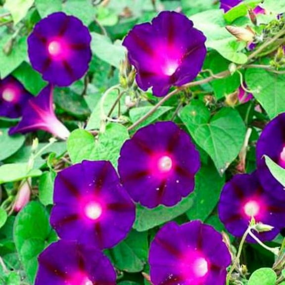 Morning Glory KNOWLIANS BLACK 25 Seeds. - Mother Nature's Seeds - Wildflower Seeds - Flower Seeds for Planting - Non-GMO