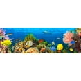 thumbnail image 2 of Pangea Images 18x8 Black Ornate Wood Framed with Double Matting Museum Art Print Titled - Life in the Coral Reef- Maldives, 2 of 4