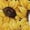 Sunflower Skull, variant on Chririnla Hippie Flower Skull Funny Golf Shirts for Women Performance Moisture Wicking Quick Dry Athletic Long Sleeve Tops V-Neck Half Zip Golf Polo Shirts for Halloween Wear,L
