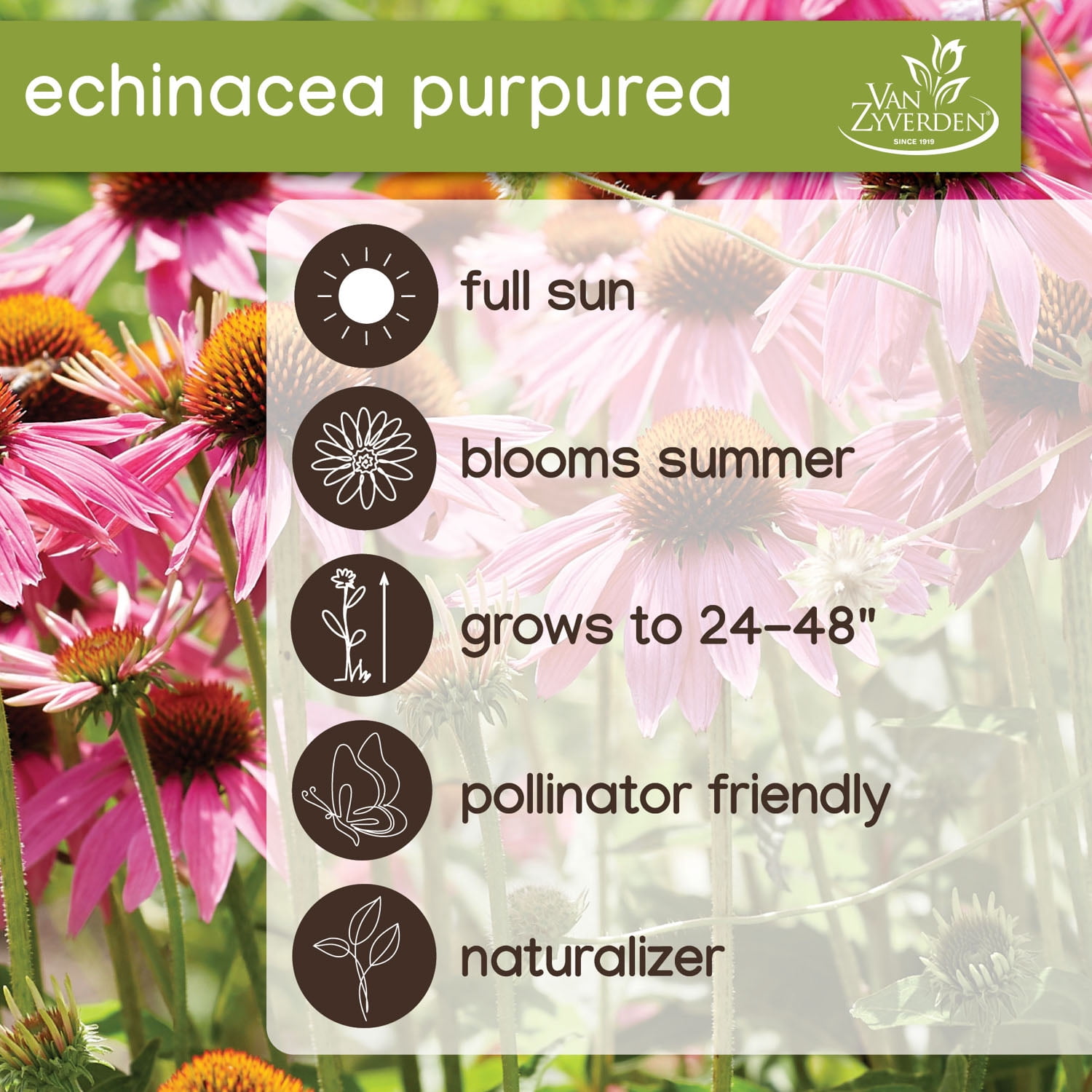 Expert Gardener Echinacea Purpurea (Set of 2 Dormant Bare Roots) Full Sun, Purple, Perennial