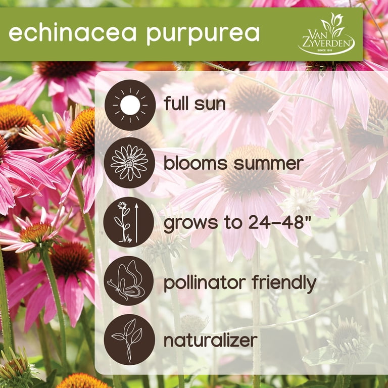 Expert Gardener Echinacea Purpurea (Set of 2 Dormant Bare Roots