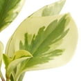thumbnail image 5 of Exotic Angel Colorama Assorted 4" Foliage House Plant by Costa Farms in 4.4" Decor Pot, 5 of 9