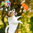 thumbnail image 2 of Juguete Pera De Caucho Fancy Pets pera, 2 of 2