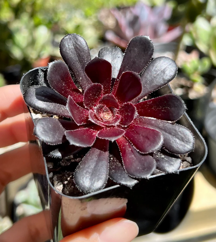 Black Rose Aeonium Succulents Plant Live, Aeonium Plant, House Plant Live Indoor Outdoor, 2 Inc Potted