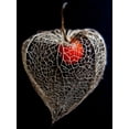 thumbnail image 2 of Weber, Matthias 12x14 Gold Ornate Wood Framed with Double Matting Museum Art Print Titled - Lantern Heart II, 2 of 4