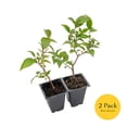 thumbnail image 4 of 2 Xylosma Congestum, Live Plants – Shiny Xylosma in 2.5” Nursery Cubes – Fast-Growing, Low-Maintenance Evergreen Shrub for Hedges & Landscaping, 4 of 7