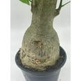 thumbnail image 5 of Money Tree Stump, Pachira aquatica, in 6 inch Pot, 5 of 7