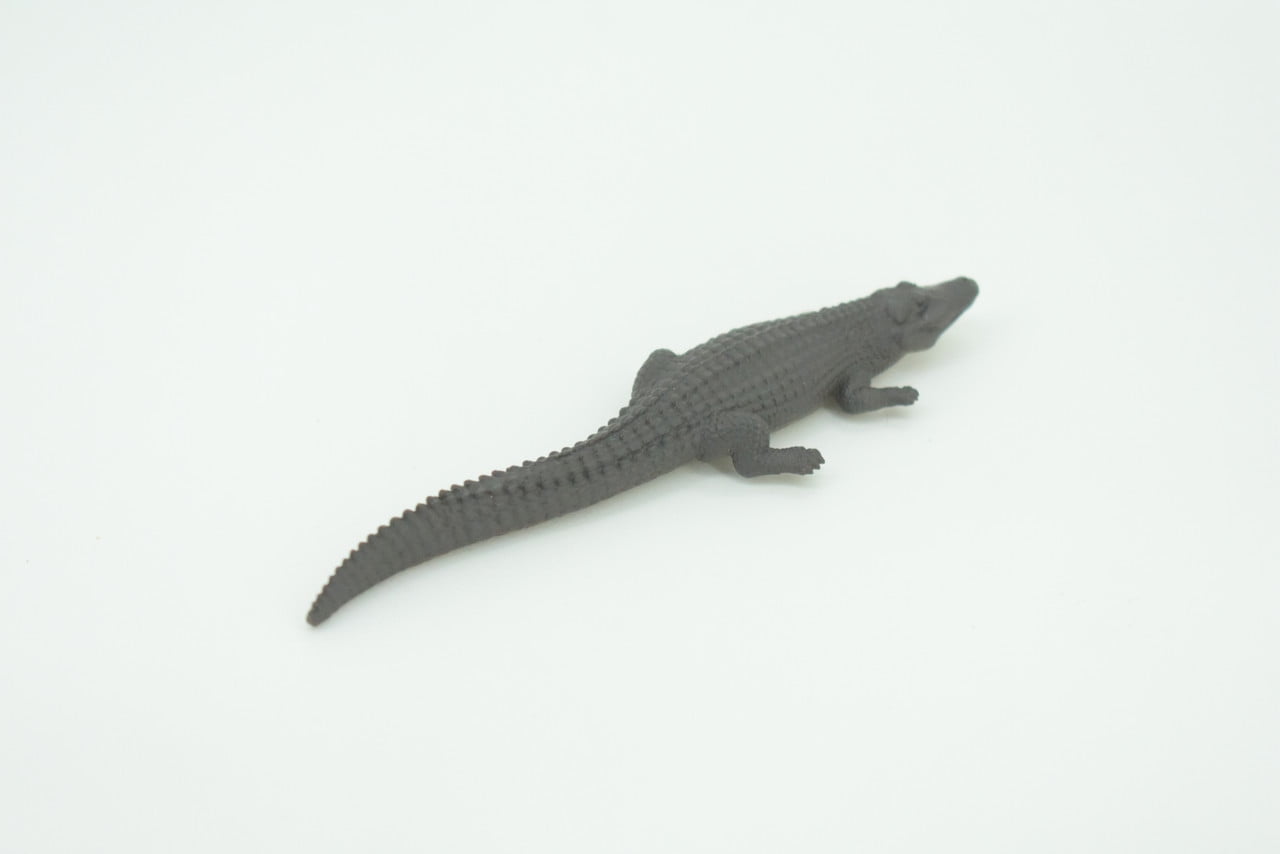 Black Caiman, Melanosuchus niger, Orinoco Crocodile, Educational
