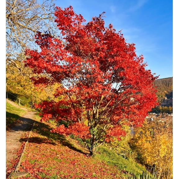 Amur Maple Tree Seedlings for Planting | Live Tree Seedlings (1 Seedling)
