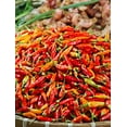 thumbnail image 5 of 30 Seeds BIRDS Eye CHILI PEPPER (Chiltepin Pepper) Capsicum Frutescens Vegetable Seeds, 5 of 11