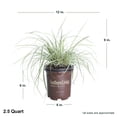 thumbnail image 2 of Southern Living EverColor Everest Carex 'Sedge' Live Perennial Ornamental Grass in 2.5-Quart Grower Pot, 2 of 7