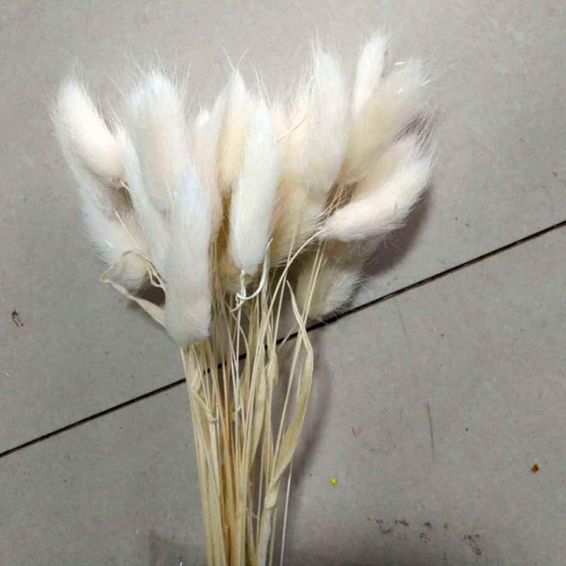 30PCS Natural Rabbit Tail Grass Dried Flower Decorations Festive Party Supplies 