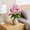 Pink, variant on Bxaolu 18 Heads Artifical Lily Flowers 1Pcs Easter Lily Artificial Flowers Faux Stargazer Lilies Flower Arrangement Bouquets Fake Lilies Stem for Indoor Home Decor Table Office Party Decoration