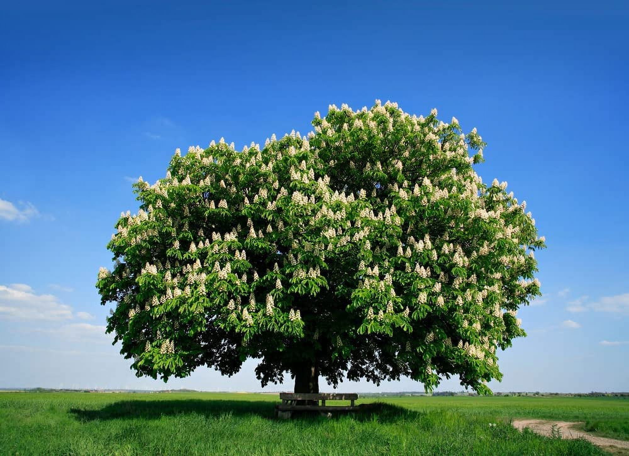 Chestnut Tree Seeds for Planting - Castanea mollissima (20 Seeds)