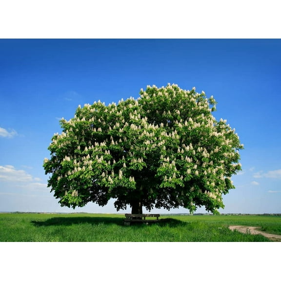 Hybrid Chestnut Tree Seeds for Planting - Best Chestnut Trees for Whitetail Deer - Castanea dentata x mollisima (10 Seeds)