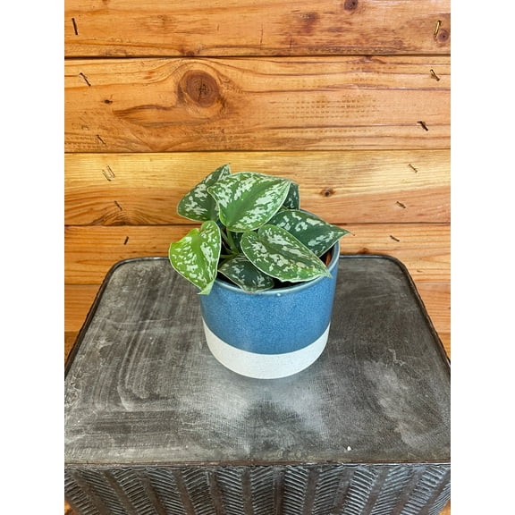 Pothos Picta, 4" Plant, The Plant Farm