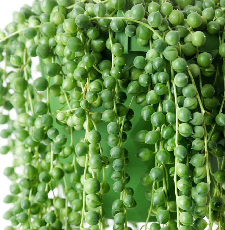 String of Pearls Live Plant in 4" Pot - Trailing Succulent - String Plant - Senecio Rowleyanus - Ornamental Indoor Outdoor Houseplant