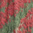 thumbnail image 4 of Designart 'Rows of Red Tulip Flowers' Floral Curtain Panel, 4 of 5
