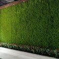 thumbnail image 4 of Gadgetvlot Green Turf Foliage Hedge Grass Mat Flower Wall Artificial Boxwood Panels Simulation Of Milan Plastic Lawn, 4 of 22