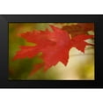 thumbnail image 2 of Geyman, Vitaly 14x11 Black Modern Framed Museum Art Print Titled - Maple Fire Leaves I, 2 of 5