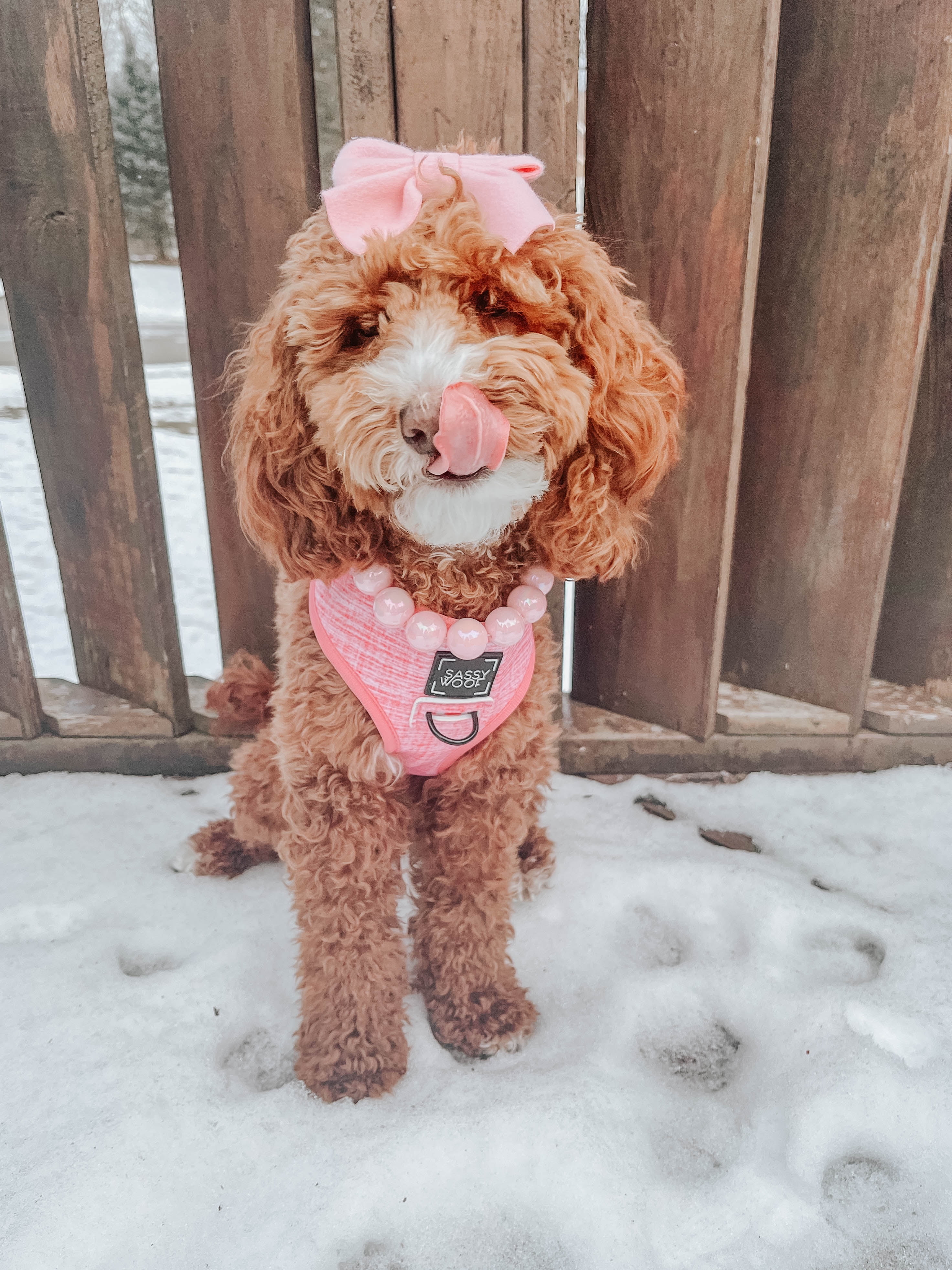 Dolce Rose Dog Reversible Harness - Extra Small