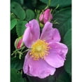 thumbnail image 3 of Fitzharris, Tim 12x14 Black Modern Framed Museum Art Print Titled - Wild Rose, 3 of 5