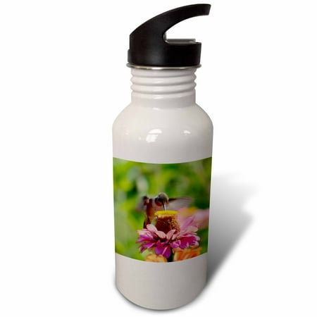 

Hummingbird Dance - Zinnia Flower - Photography 21 oz Sports Water Bottle wb-63601-1