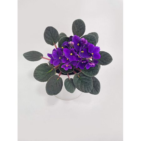 African Violet Saintpaulia | Low Maintenance, Air-Purifying Indoor Live Plants - Indirect Sunlight Houseplant