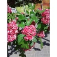 thumbnail image 2 of 20 Graines de Aubépine Anglaise Fruit Comestible Fleur Mayflower Crataegus Laevigata, 2 of 10