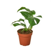 4-MONSTERA-MINIMA-NURSERY.POT 4 in. Philodendron Mini Monstera Minima Nursery Pot
