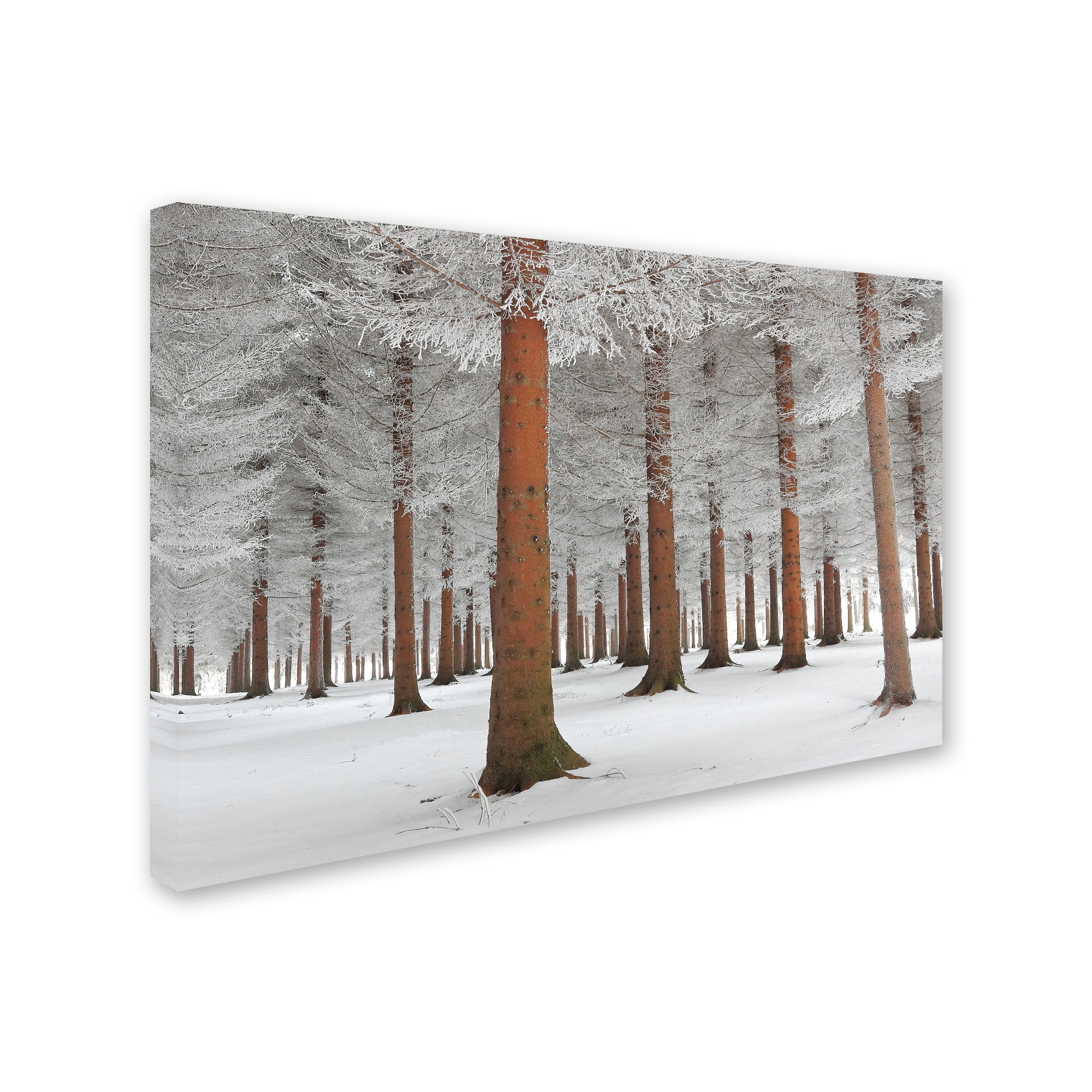 Trademark Fine Art 'In White' Canvas Art by Dragisa Petrovic