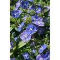 thumbnail image 6 of 25 CREEPING BLUE SPEEDWELL Veronica Repens Groundcover Flower Seeds, 6 of 8