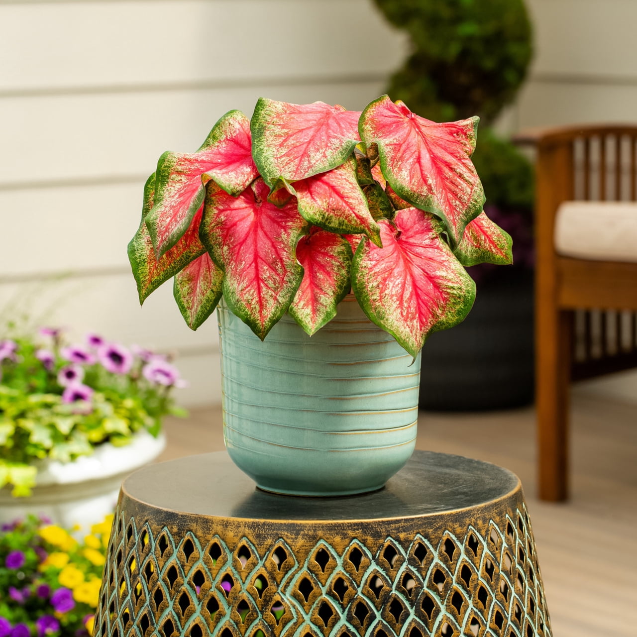 Proven Winners 2QT Pink Caladium Live Annual Plant Sun 3-Pack