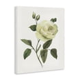 thumbnail image 2 of Stupell Industries Transitional Cream Garden Rose with Buds Canvas Art, 16 x 20, by Nan, 2 of 8