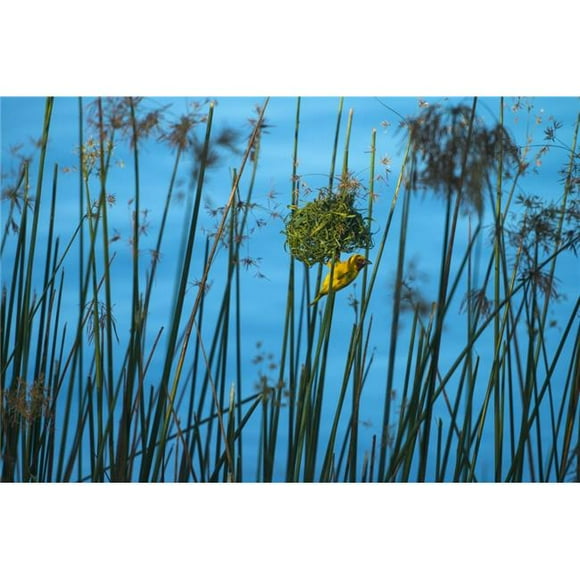 Posterazzi DPI12268447LARGE Masked Weaver Hanging From Nest on The Banks of The Shire River Liwonde National Park - Malawi Poster Print - 38 x 24 in. - Large