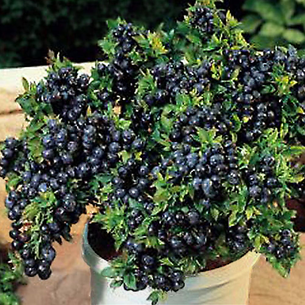 Top Hat Blueberry Vaccinium augustifolium Live Plant