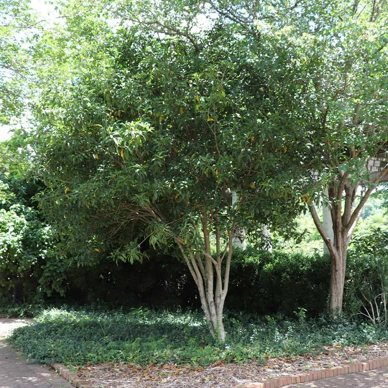 AfternoonTea - tree Brighter Blooms 1 Gal Fragrant Tea Olive Live Trees