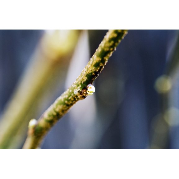 Cottonwood Tree Tiny Bud On Branch Canvas Art - Ray Laskowitz  Design Pics (17 x 11)