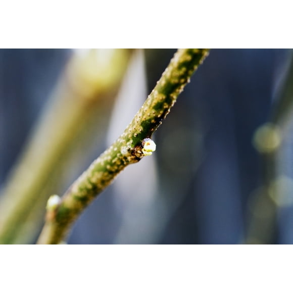 Cottonwood Tree, Tiny Bud On Branch. Poster Print (17 x 11)