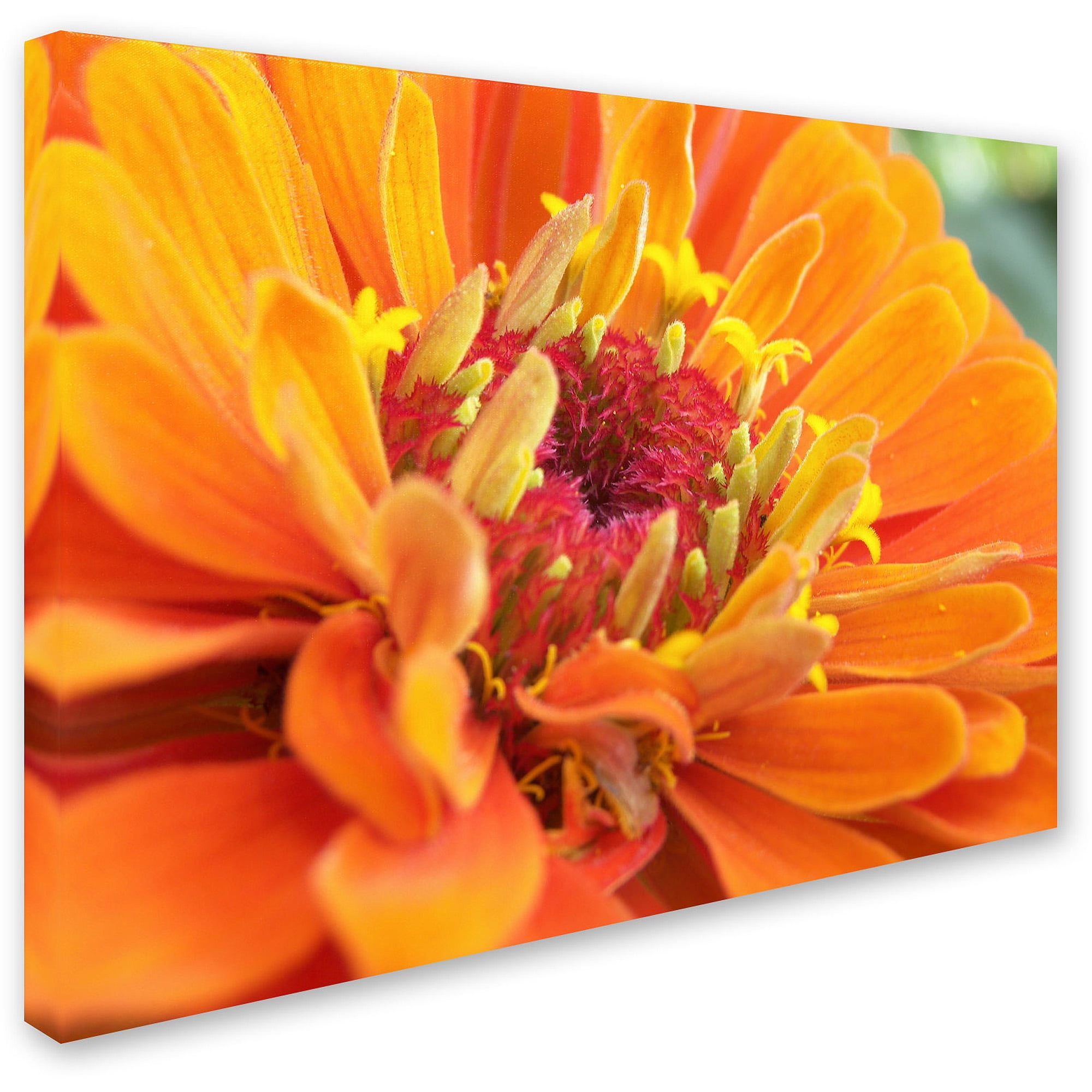 Trademark Fine Art "Balanced Beauty" Canvas Art by Monica Fleet