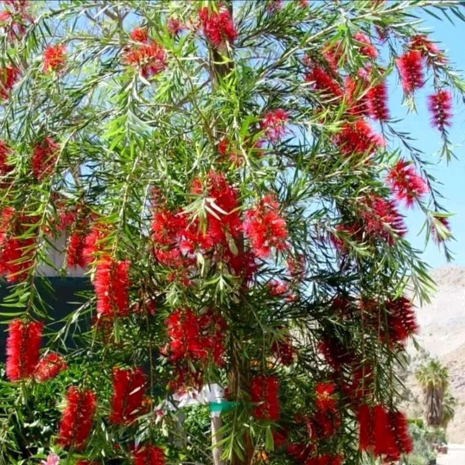 Bottlebrush Red Cluster  3 Live Quart Size Plants  Callistemon citrinus  Perfect for Gardens & Landscaping  Easy to Grow & Low Maintenance Vibrant Shrub
