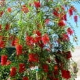 thumbnail image 6 of Bottlebrush Red Cluster  10 Live Quart Size Plants  Callistemon citrinus  Perfect for Gardens & Landscaping  Easy to Grow & Low Maintenance Vibrant Shrub, 6 of 8