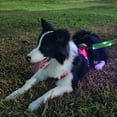 thumbnail image 5 of 2025 Upgrade Light Up Dog Leash USB Rechargeable LED Luminous Leash 4.92ft Glow in The Dark Reflective Dog Rope Leash with Handle for Night Walking Safety for Small Medium Large Dogs, 5 of 5