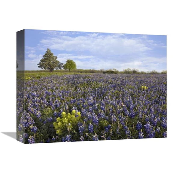 12 x 16 in. Bluebonnet & Lemon Paintbrush Meadow Near Albany, Texas Art Print - Tim Fitzharris