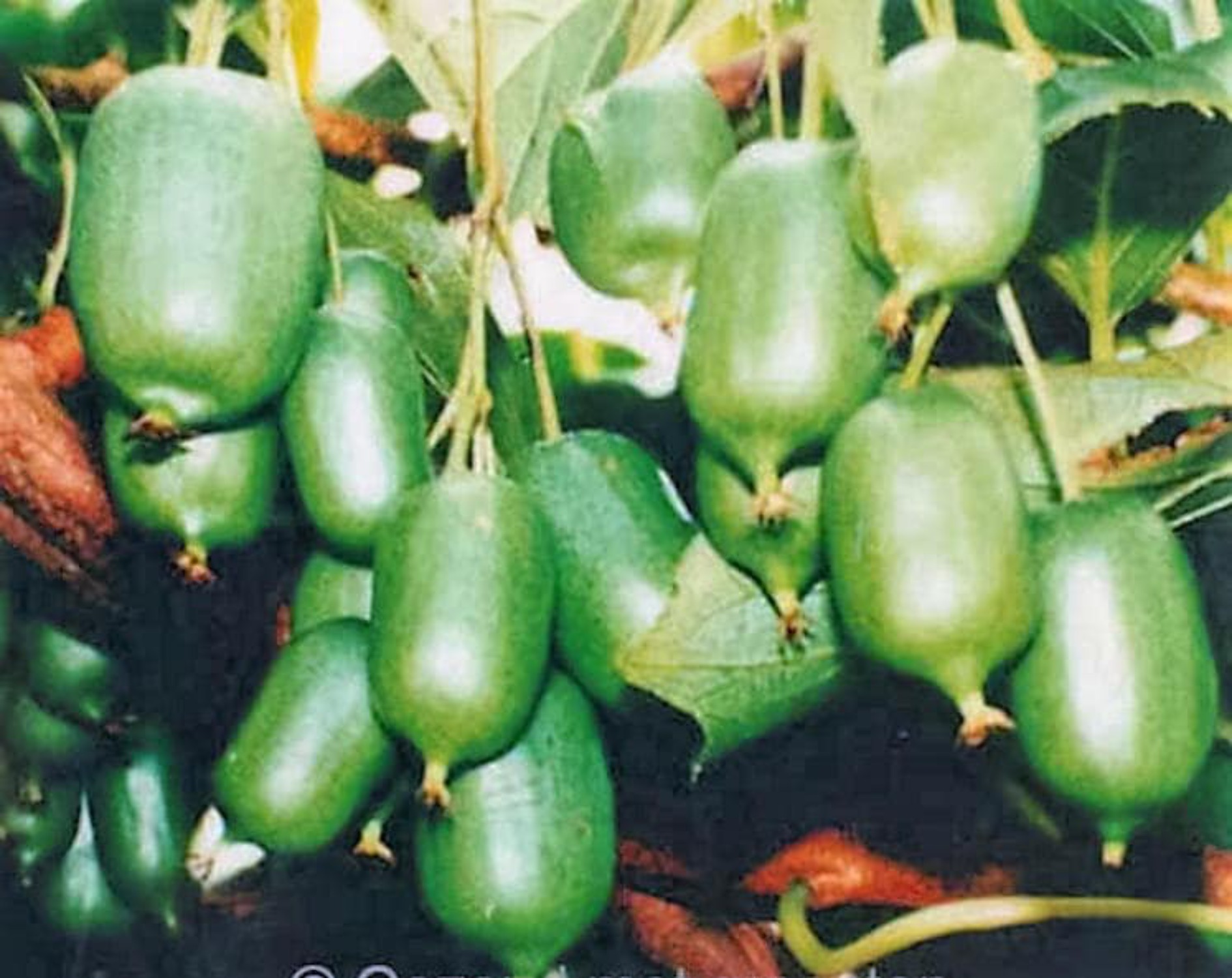 20 Variegated ARCTIC BEAUTY KIWI Fruit Edible Actinidia Kolomikta Vine Seeds - image 2 of 10