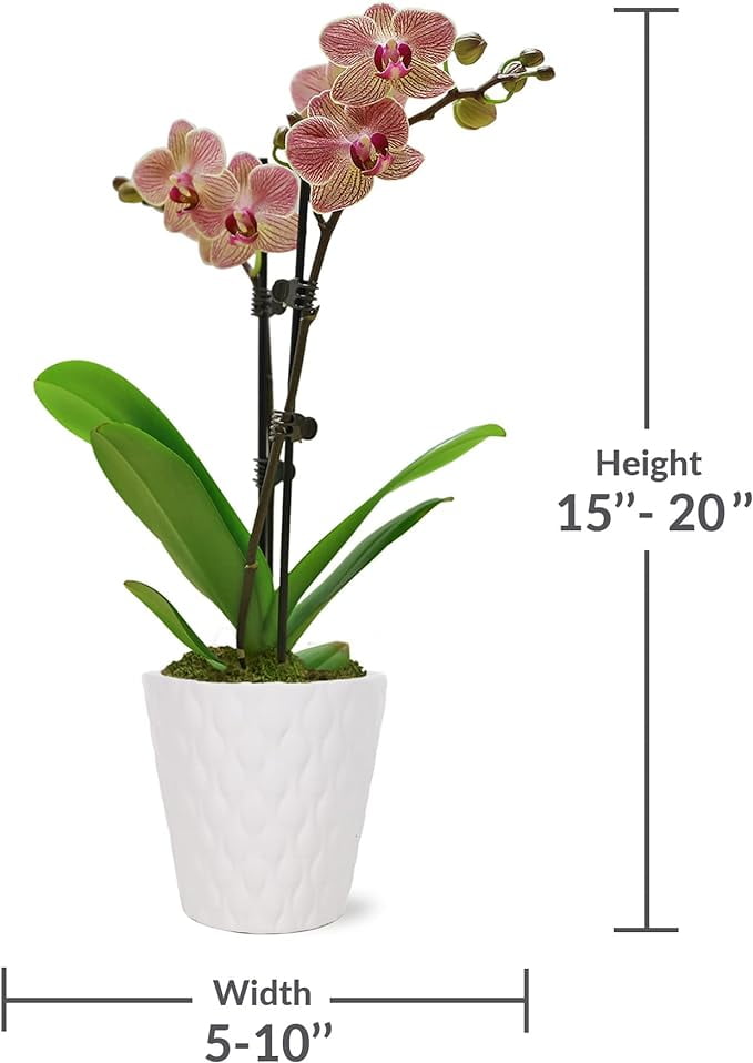 Just Add Ice 16-30" Salmon Premium Orchid Live Plant in 5" White Ceramic Pot, House Plant