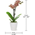 thumbnail image 6 of Just Add Ice 16-30" Salmon Premium Orchid Live Plant in 5" White Ceramic Pot, House Plant, 6 of 7
