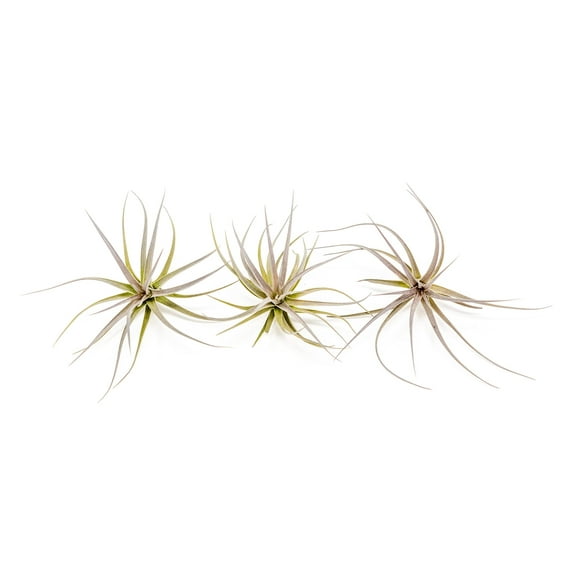 Air Plants Tenuifolia - Live Succulent House Plants - Available in Wholesale and Bulk - Home and Garden Decor - Easy Care Indoor and Outdoor Plants (Pack of 3)