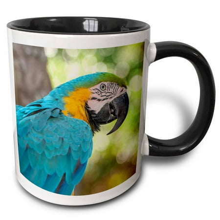 3dRose USA, Florida, Orlando, Blue-and-Yellow Macaw, Gatorland. - Two Tone Black Mug,